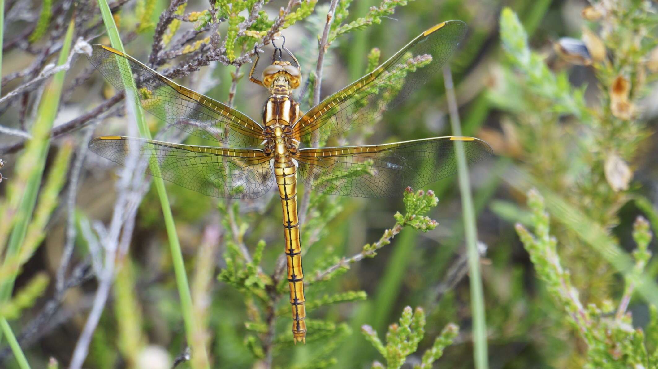 Image of Keeled Skimmer