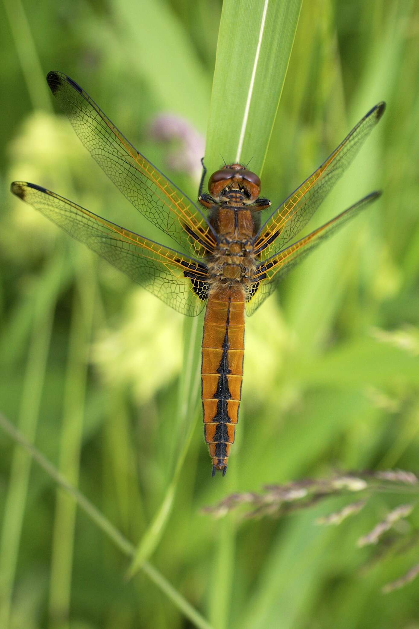 Image of Blue Chaser