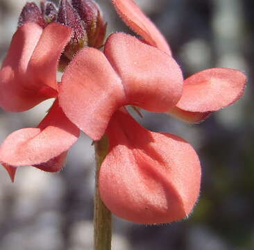 Imagem de Indigofera porrecta Eckl. & Zeyh.