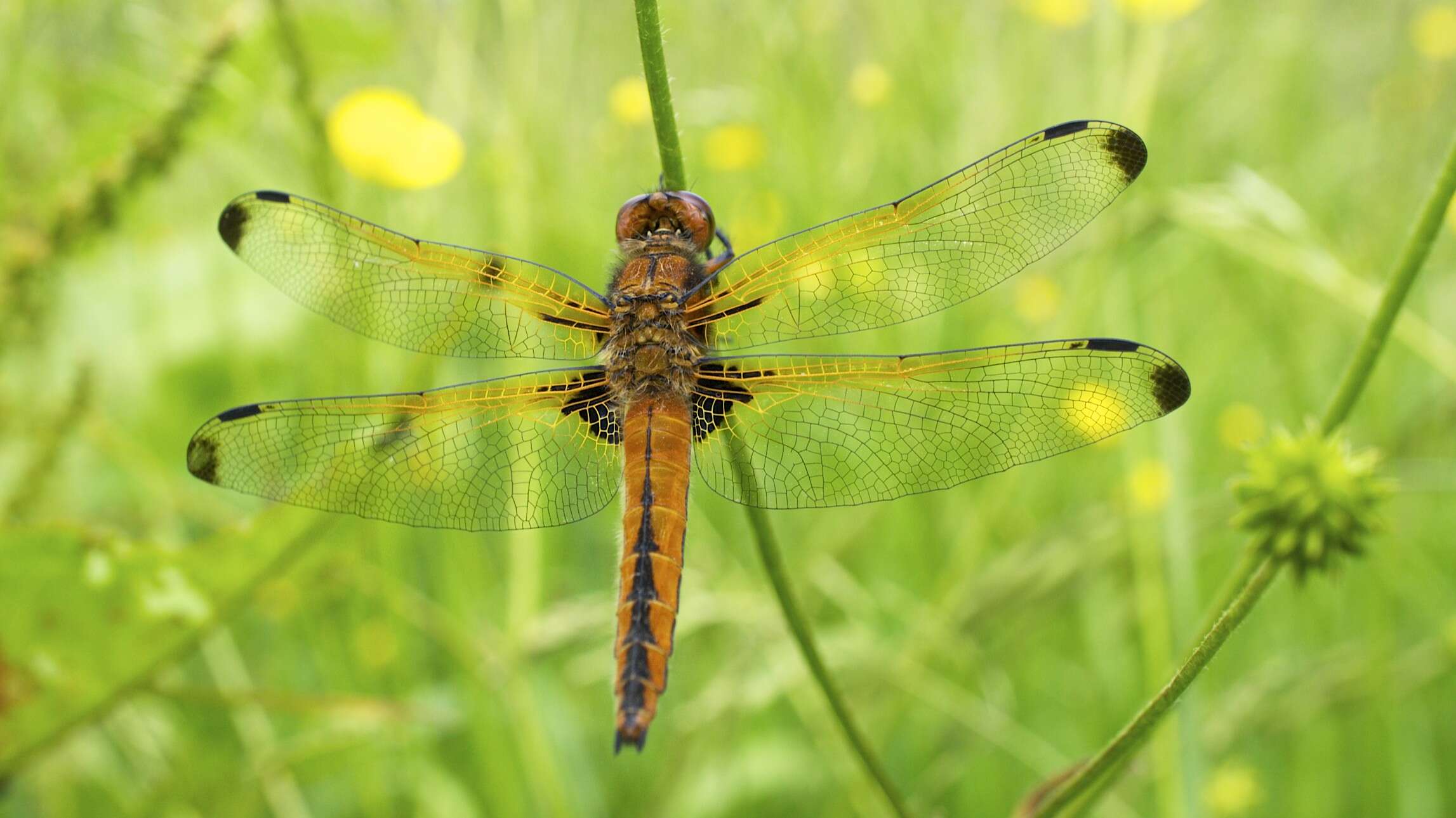 Image of Blue Chaser