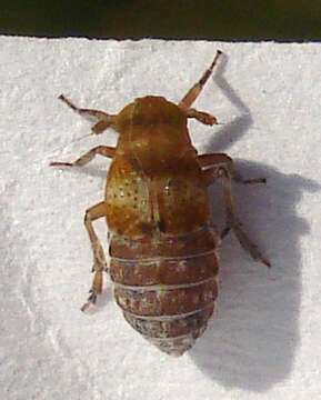 Image of Conomelus anceps (Germar 1821)