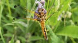 Image of Blue Chaser