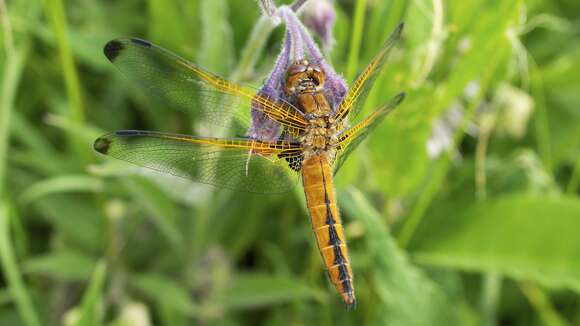 Image of Blue Chaser