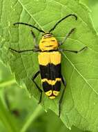 Image of Amorpha Borer