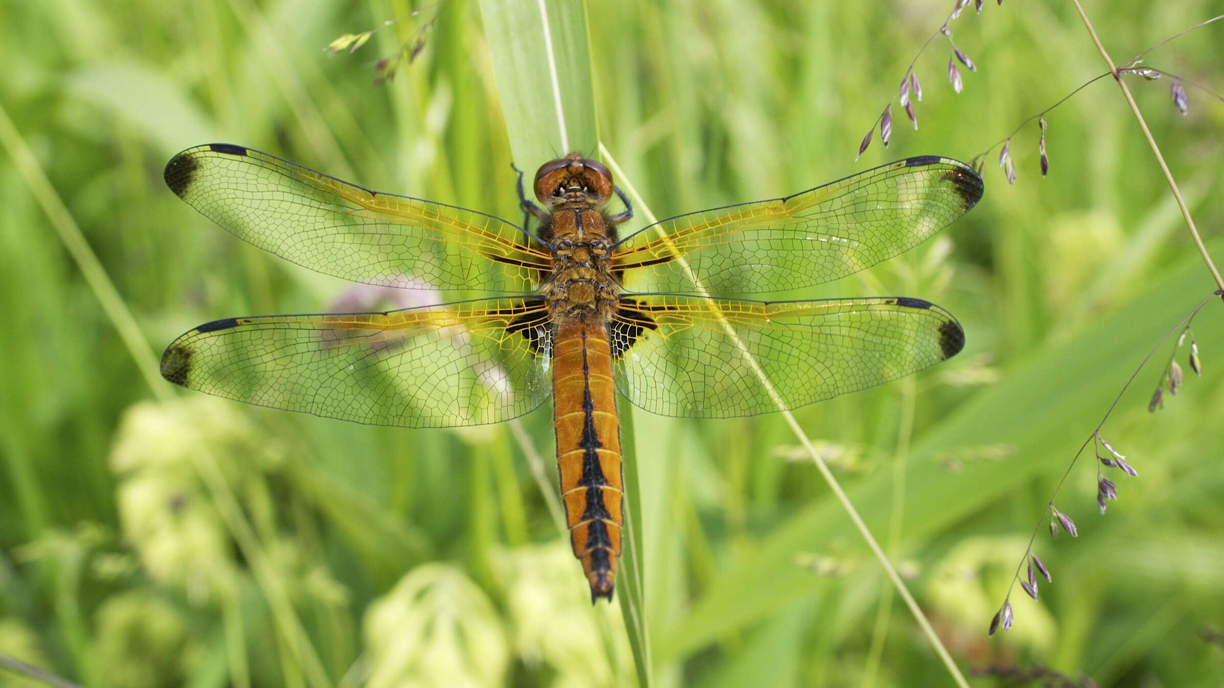 Image of Blue Chaser