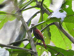 Image of Pearled Treerunner