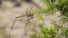 Image of Common Darter