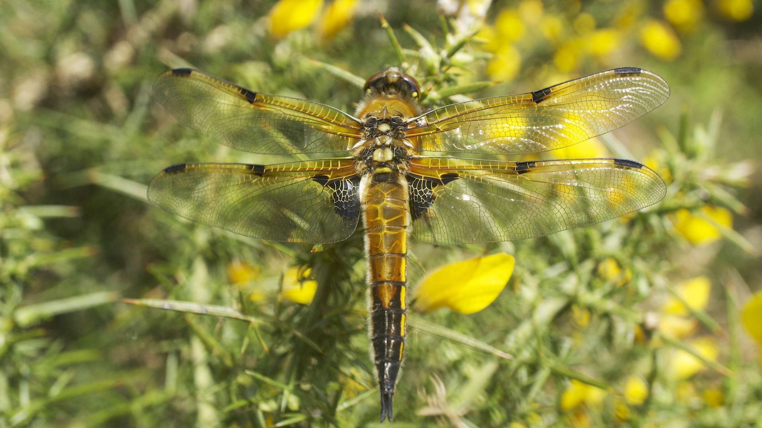 Image of Four-spotted Chaser