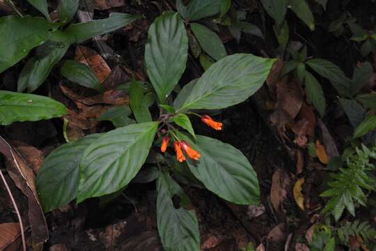 Image of Besleria laxiflora Benth.