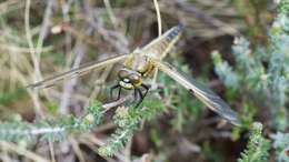 Image of Four-spotted Chaser