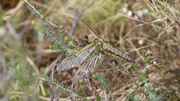 Image of Four-spotted Chaser