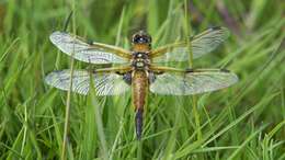 Image of Four-spotted Chaser