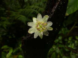 Image of Passiflora ursina Killip & Cuatrec.