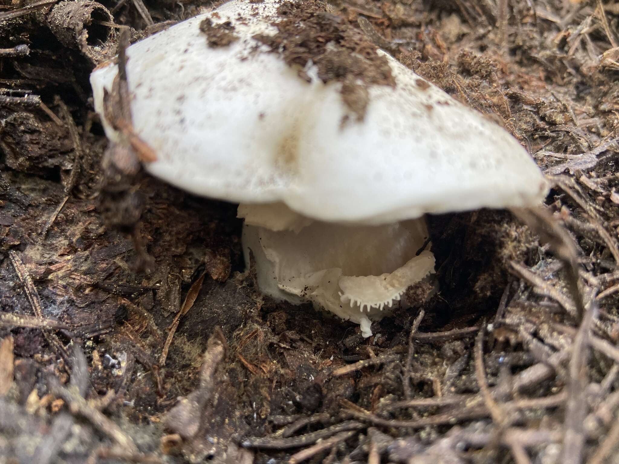 Слика од Hygrophorus subalpinus A. H. Sm. 1941