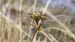 Image of Broad-bodied chaser