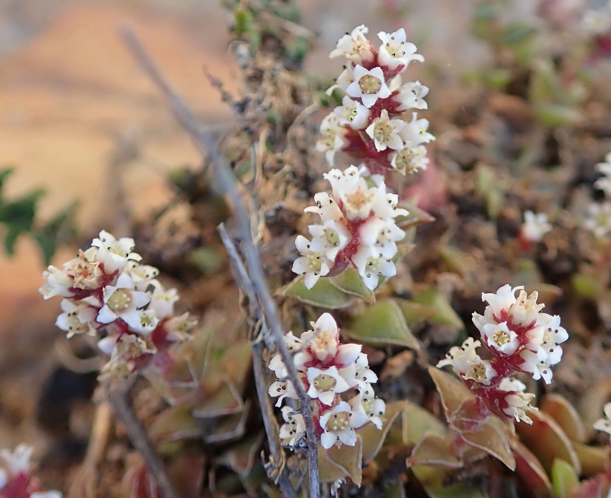 Image of Crassula capitella subsp. thyrsiflora (Thunb.) Tölken