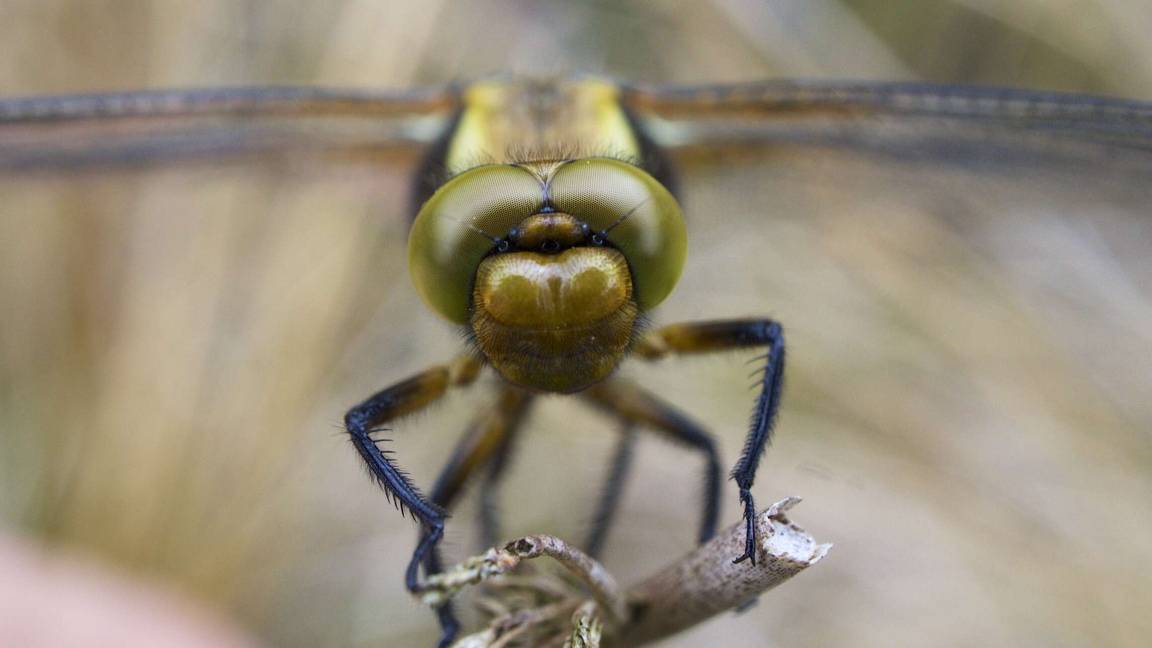 Image of Broad-bodied chaser