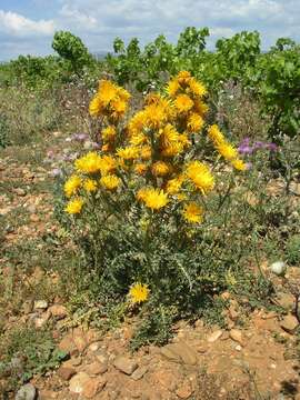 Image of Scolymus grandiflorus Desf.