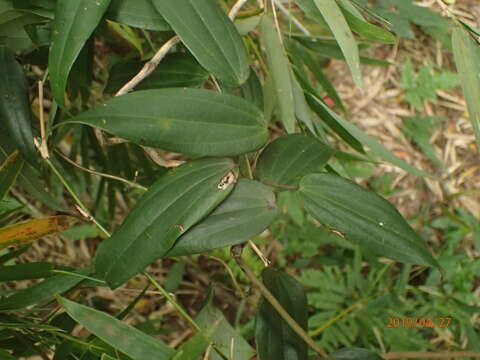 Image of Dioscorea cirrhosa Lour.