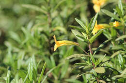 Image of Orange Bush-Monkey-Flower