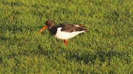 Image of oystercatcher, eurasian oystercatcher