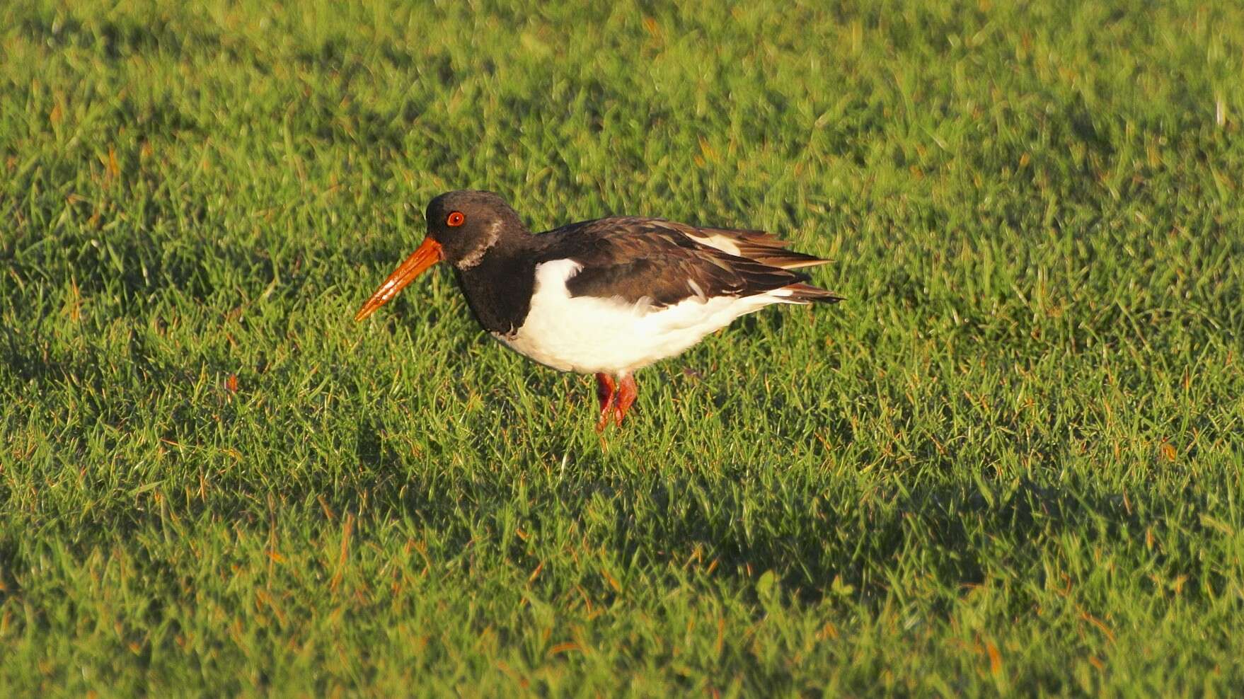 Image of oystercatcher, eurasian oystercatcher