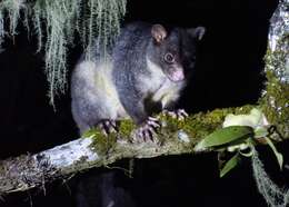 Image of Mountain Brushtail Possum