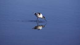 Image of avocet, pied avocet