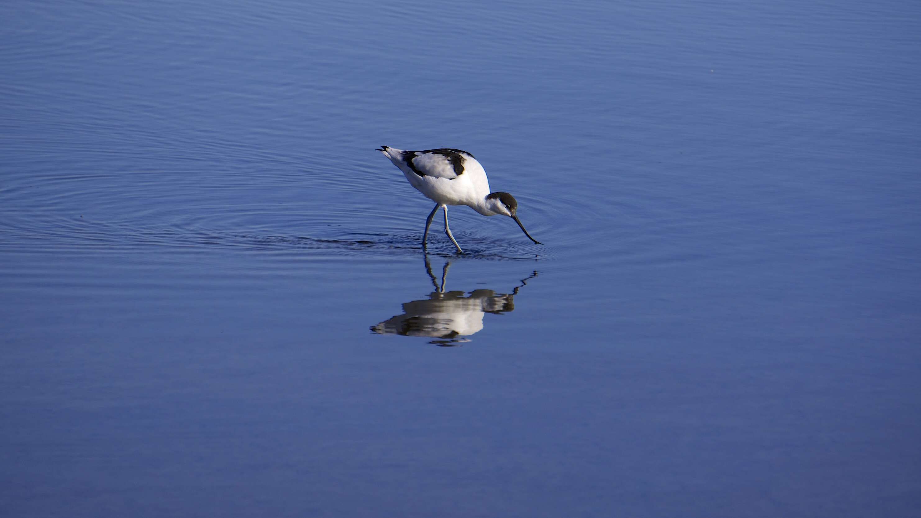 Image of avocet, pied avocet