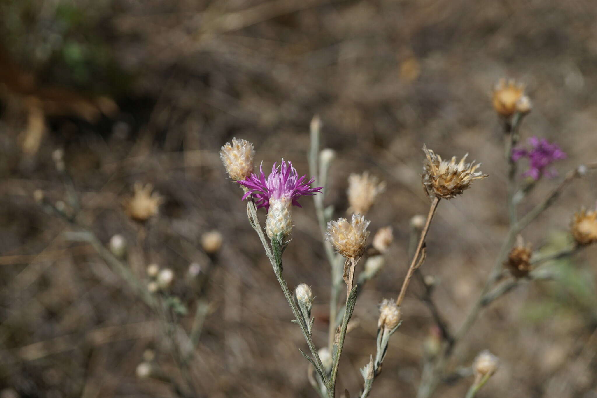 Centaurea sterilis Stev. resmi