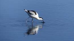 Image of avocet, pied avocet