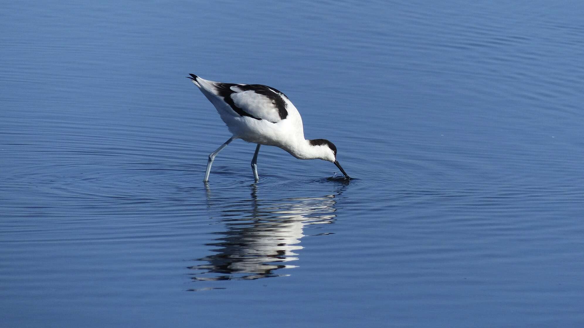 Image of avocet, pied avocet