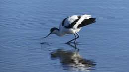 Image of avocet, pied avocet