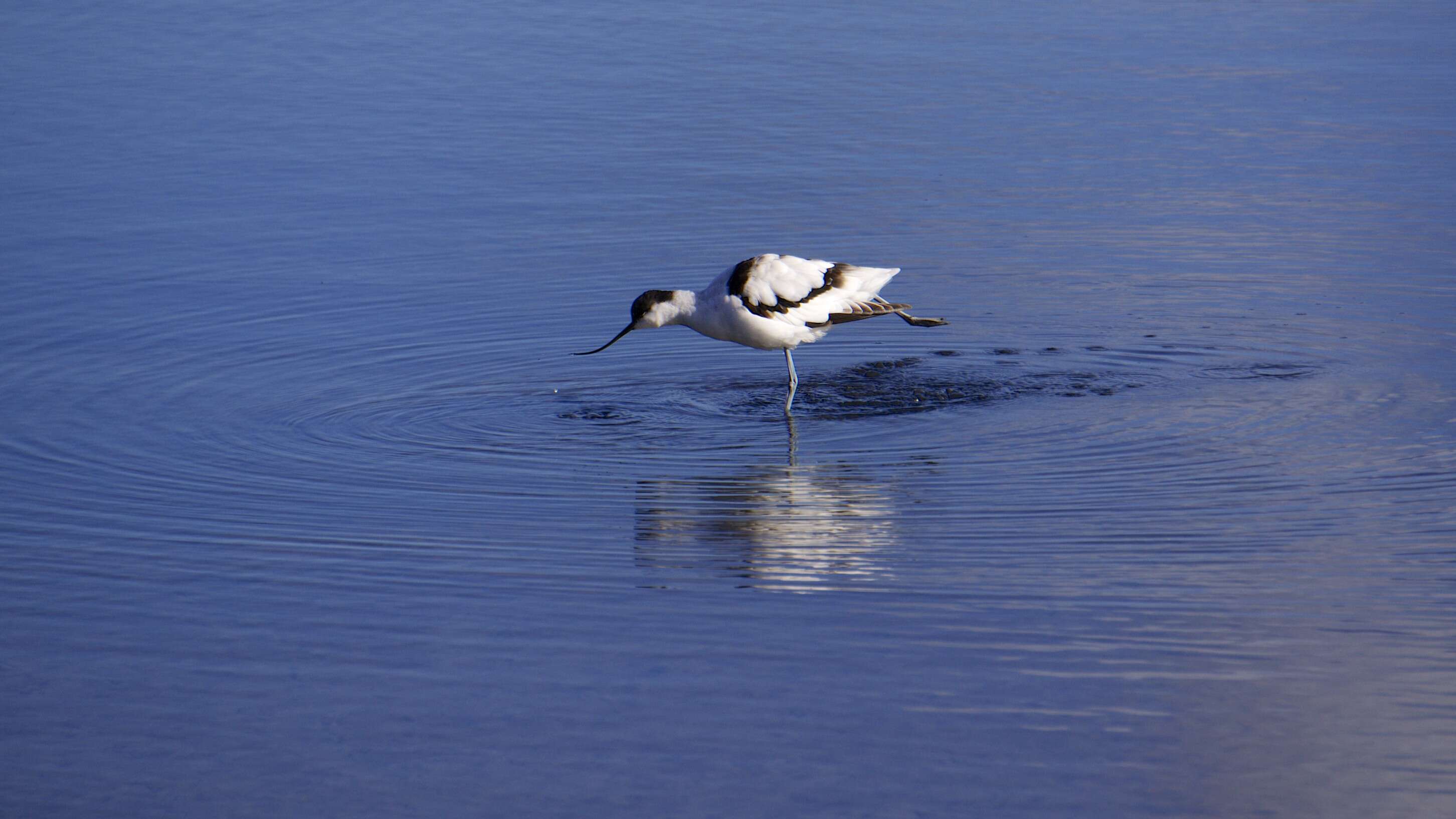 Image of avocet, pied avocet