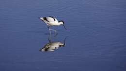 Image of avocet, pied avocet