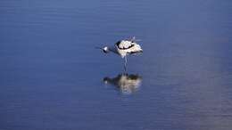 Image of avocet, pied avocet