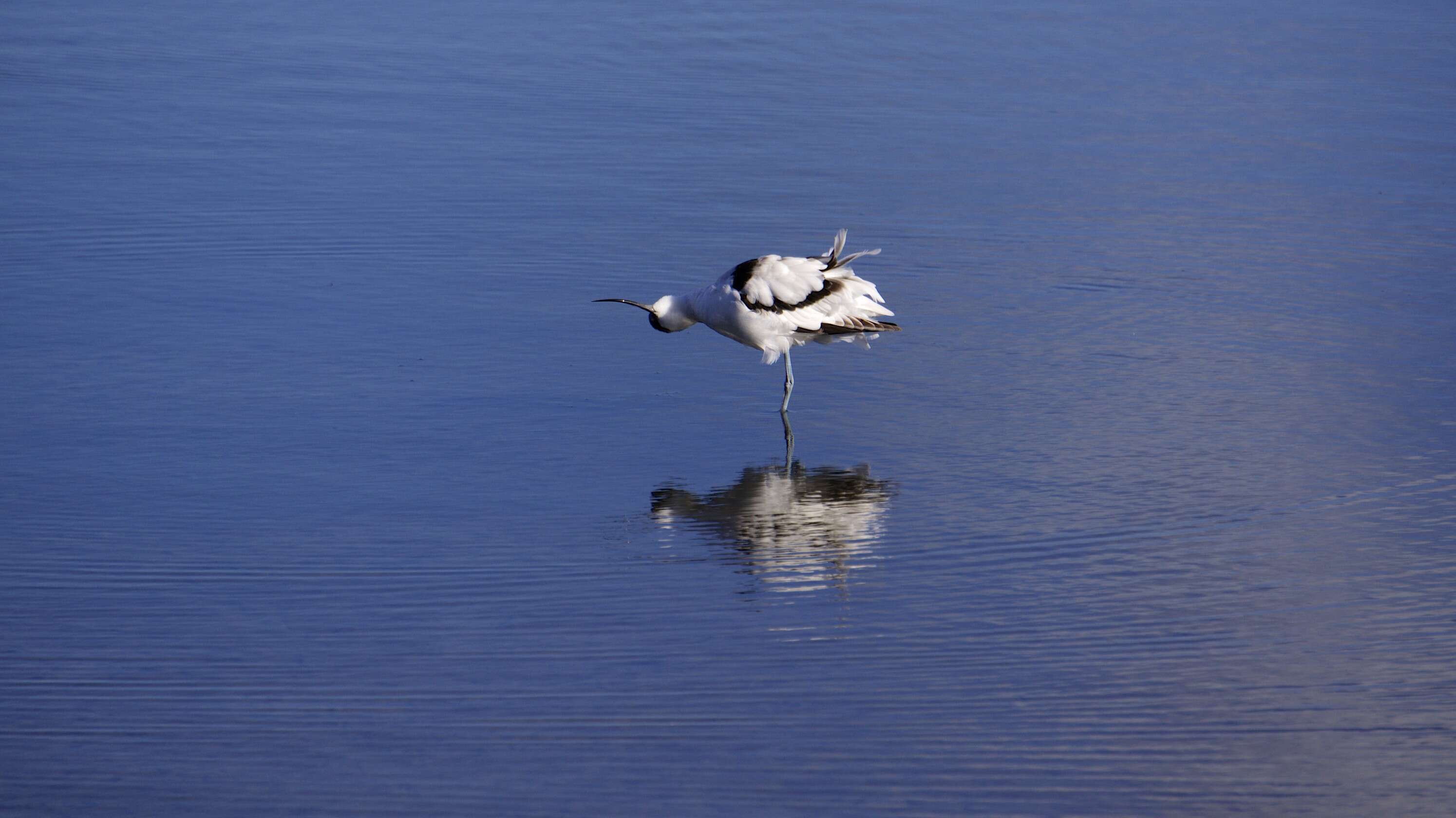 Image of avocet, pied avocet