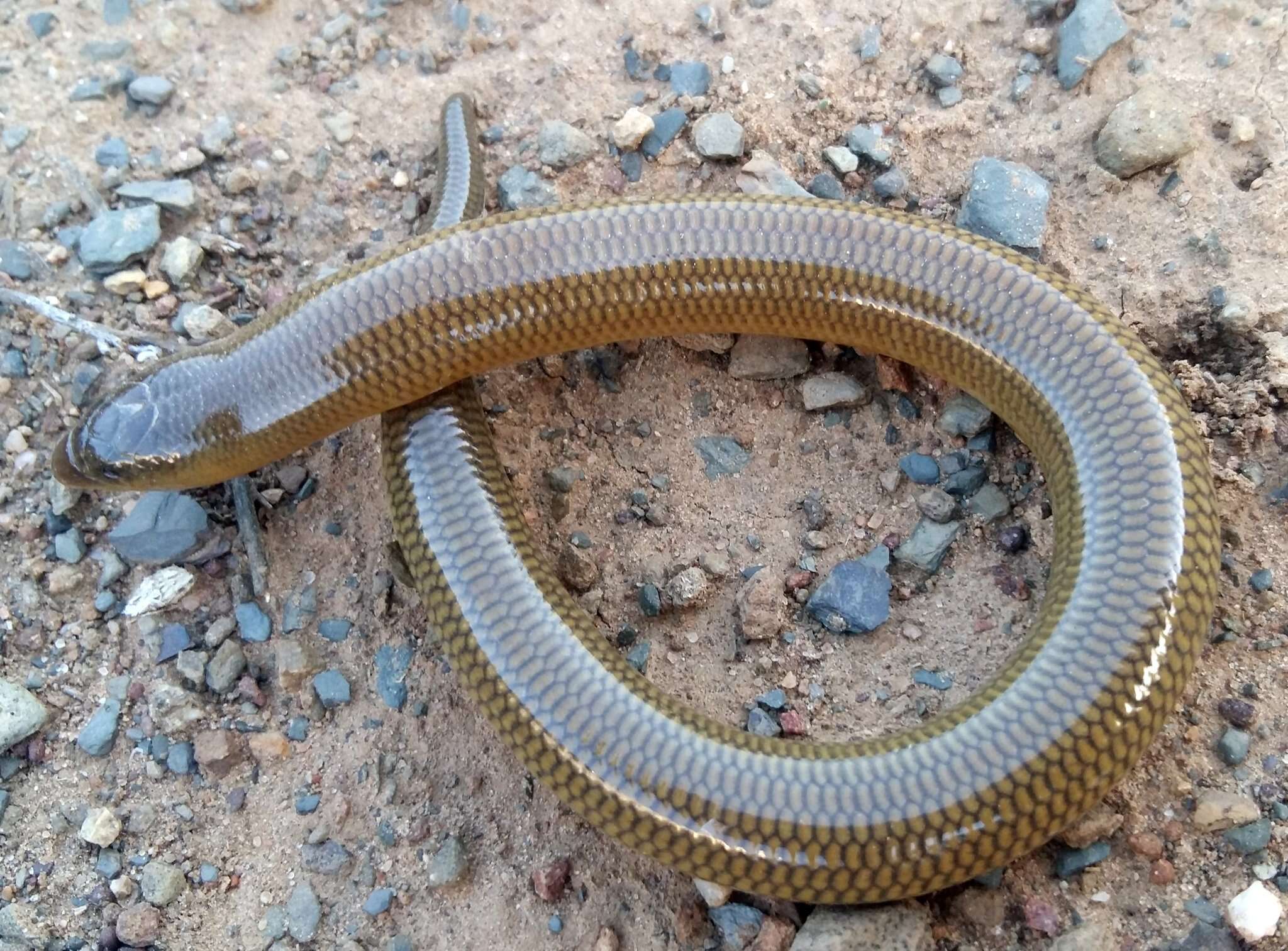 Image of Slendertail Lance Skink