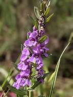 Plancia ëd Angelonia goyazensis G. Benth.