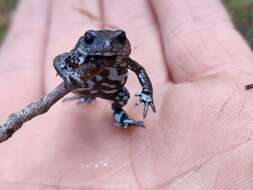 Image of Bibron’s Toadlet