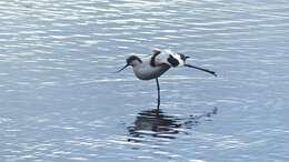 Image of avocet, pied avocet