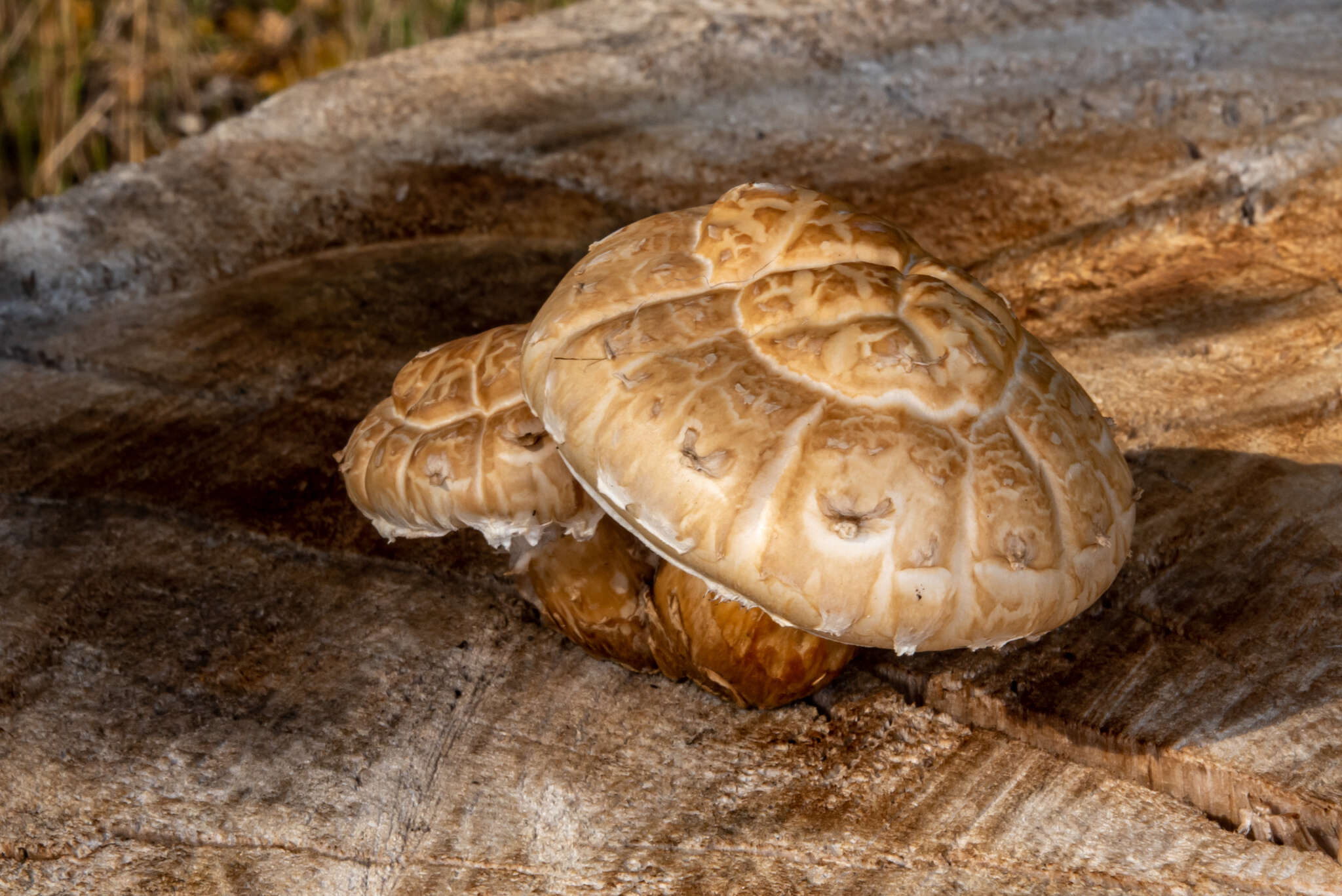 Слика од Hemipholiota