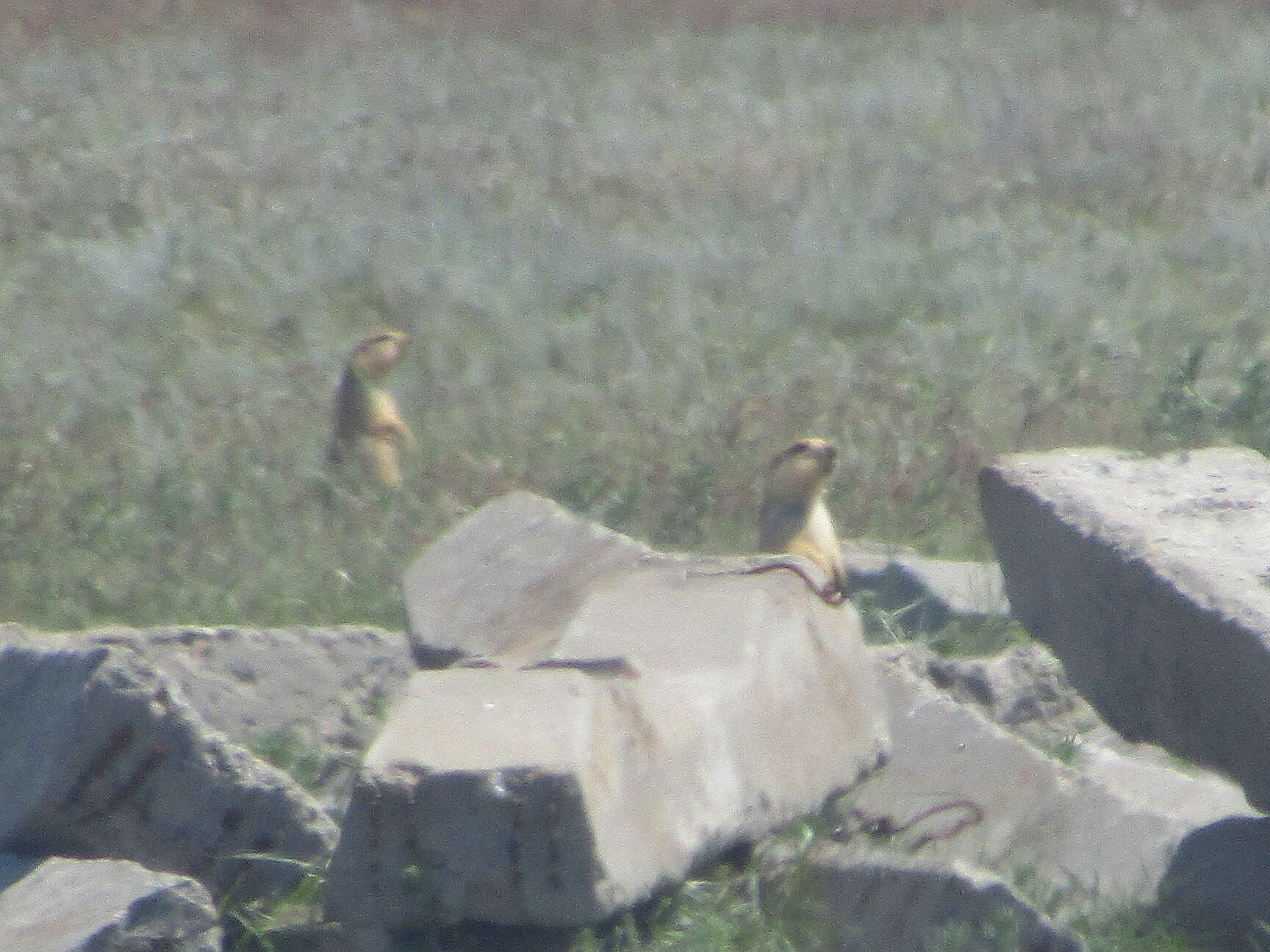 Image of Yellow Ground Squirrel