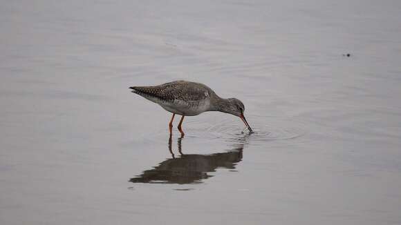 Image of Spotted Redshank