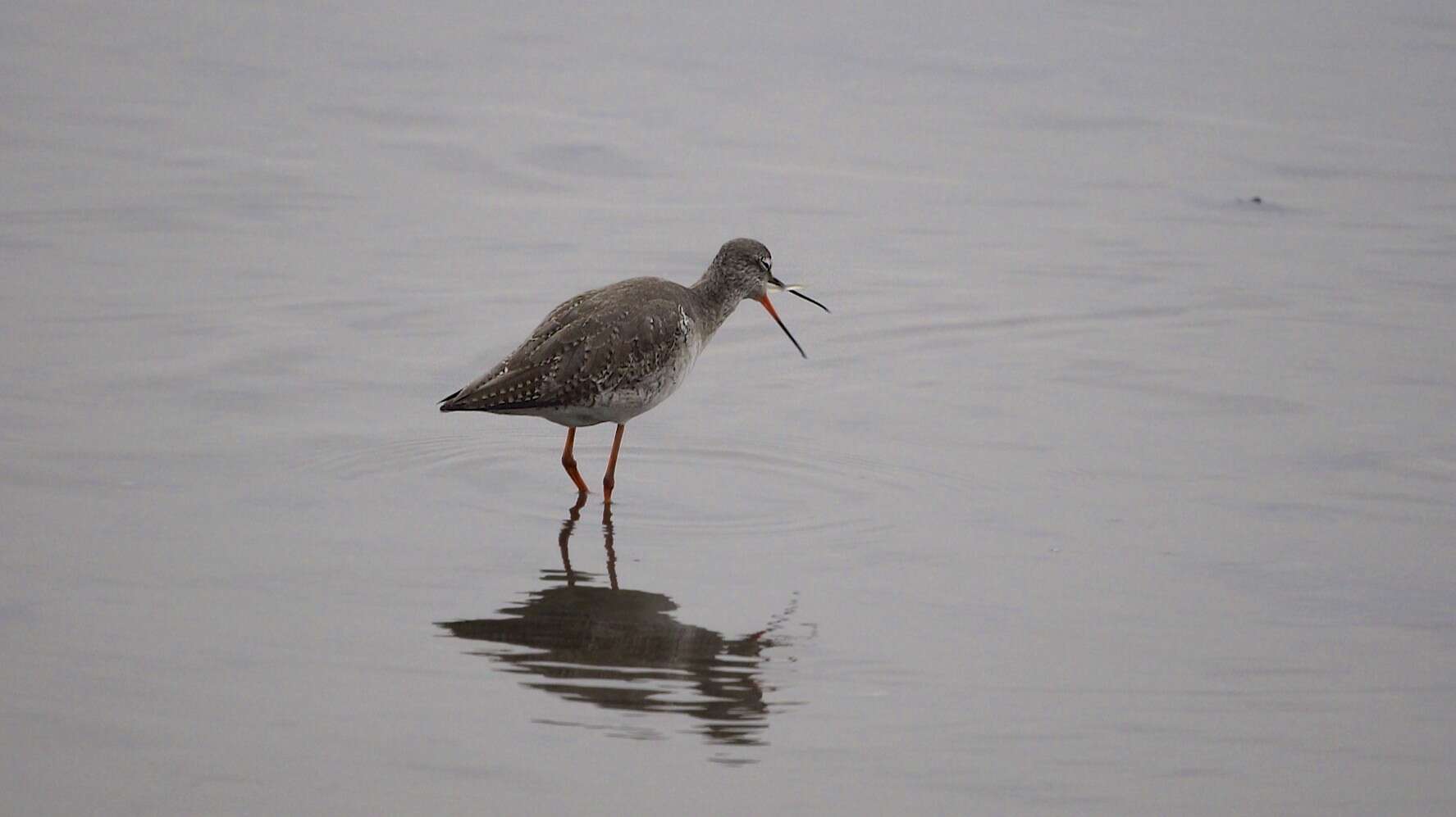 Image of Spotted Redshank