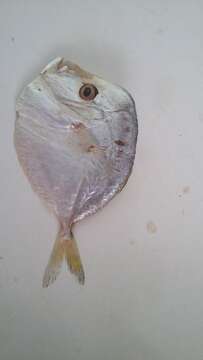 Image of Atlantic Moonfish