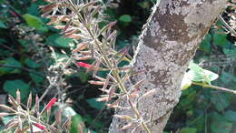 Imagem de Salvia longistyla Benth.