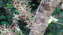 Image of Mexican sage