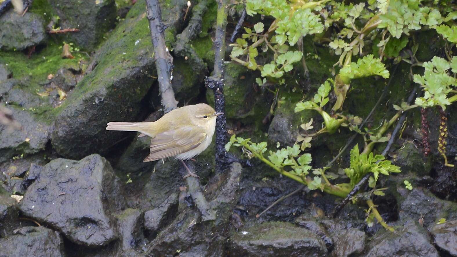 Image of Common Chiffchaff