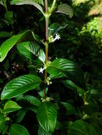 Image of Sabicea panamensis Wernham
